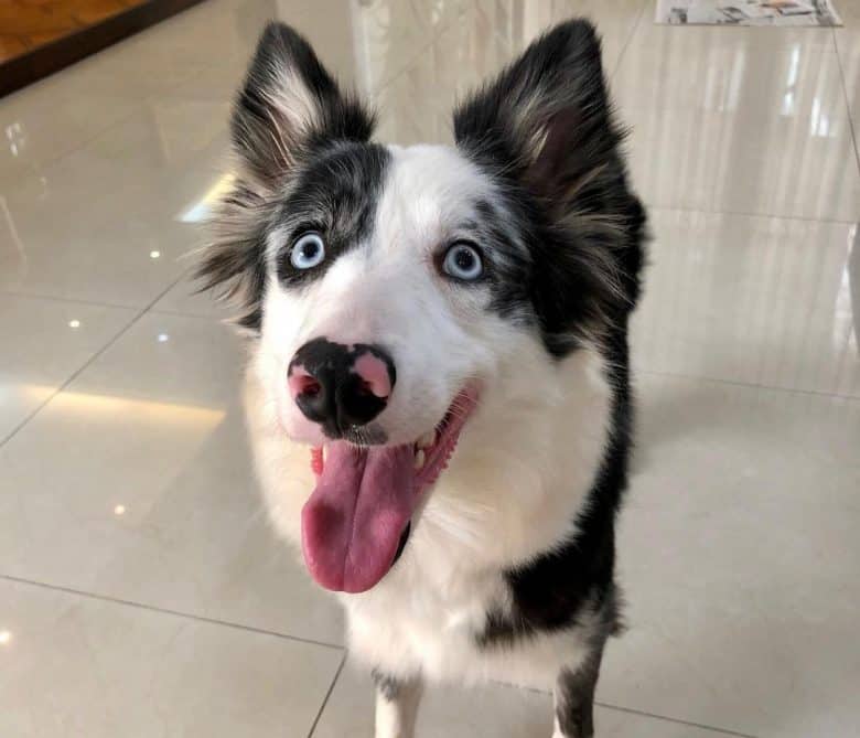 Border Collie with a pretty blue wide eyes