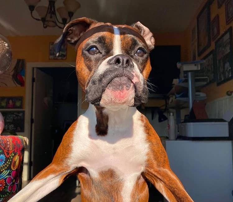 A Boxer dog looking outside the window