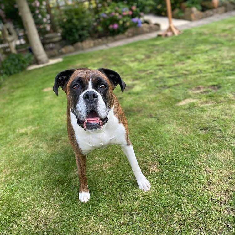 A brindle Boxer dog standing on a yard