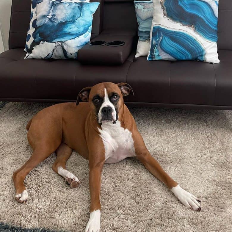 An overweight Boxer dog lying on its stomach