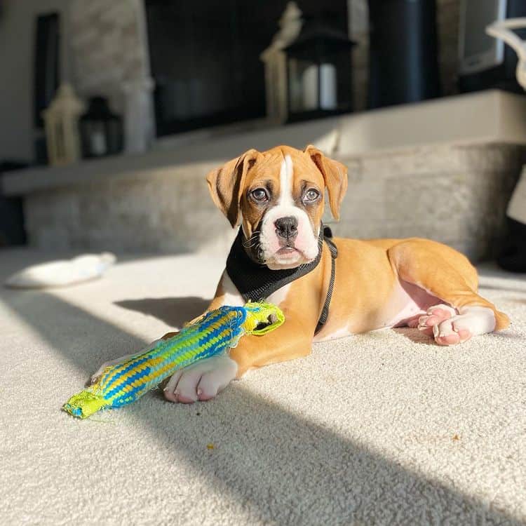 A ten-week-old Boxer puppy holding a toy