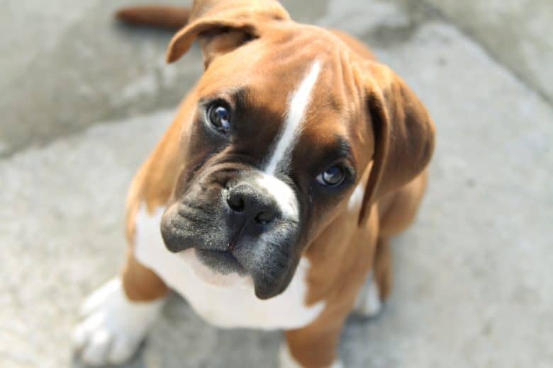 A Boxer puppy standing, looking at its owner