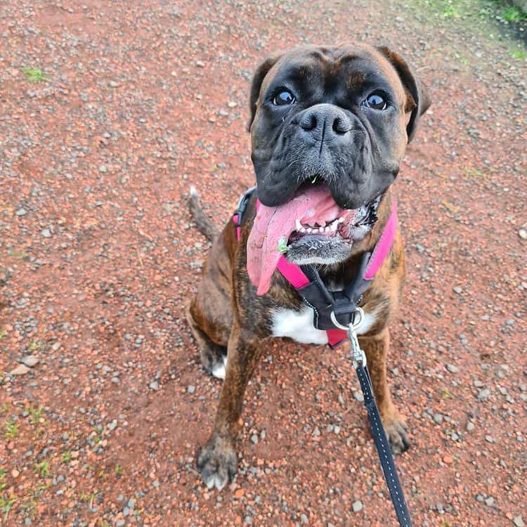 A Boxer puppy standing and sticking its tongue out