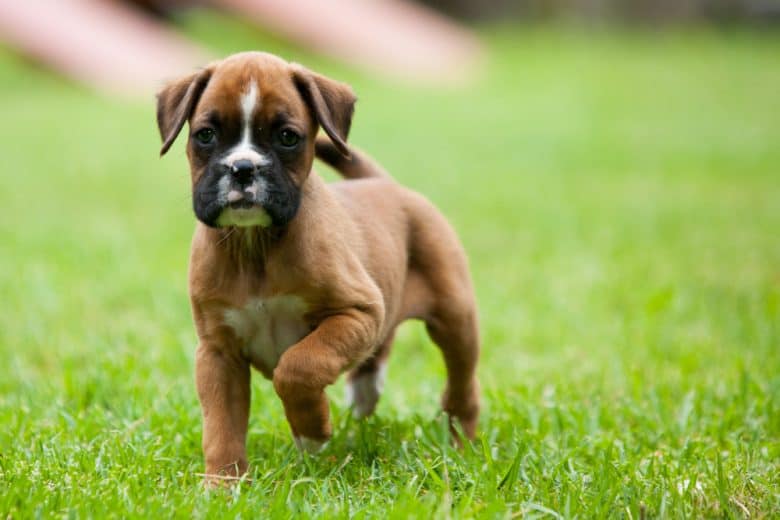 A little Boxer puppy walking on the grass