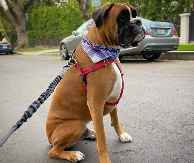 17 of the Best Large Dog Breeds for Families To Consider K9 