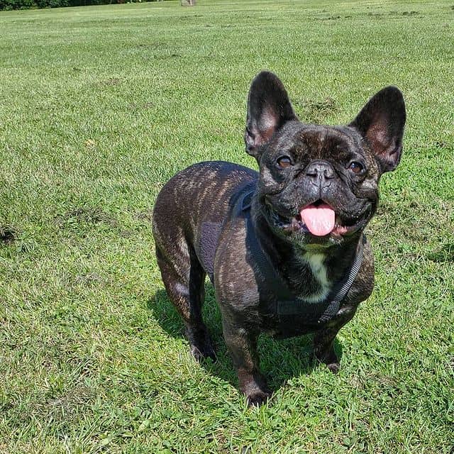 A black, brindle French Bulldog standing on the grass, smiling with its tongue out