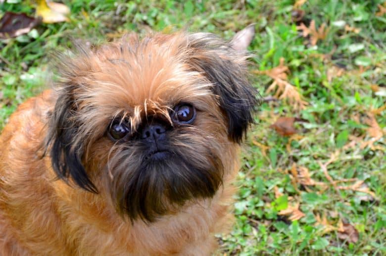 A close-up picture of a tan Brussels Griffon standing on the grass