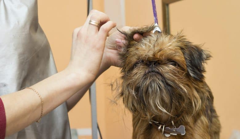 A Brussels Griffon being groomed