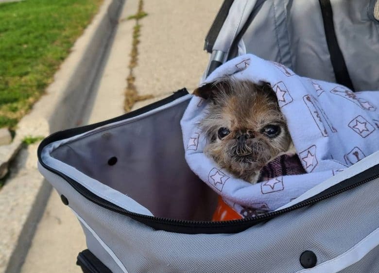 A senior Brussels Griffon bundled up on a stroller