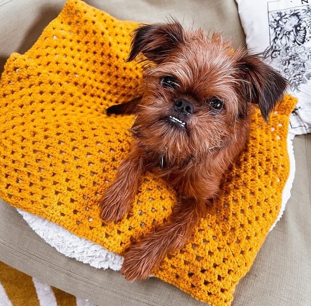 A Brussels Griffon resting on a yellow blanket, on a sofa 