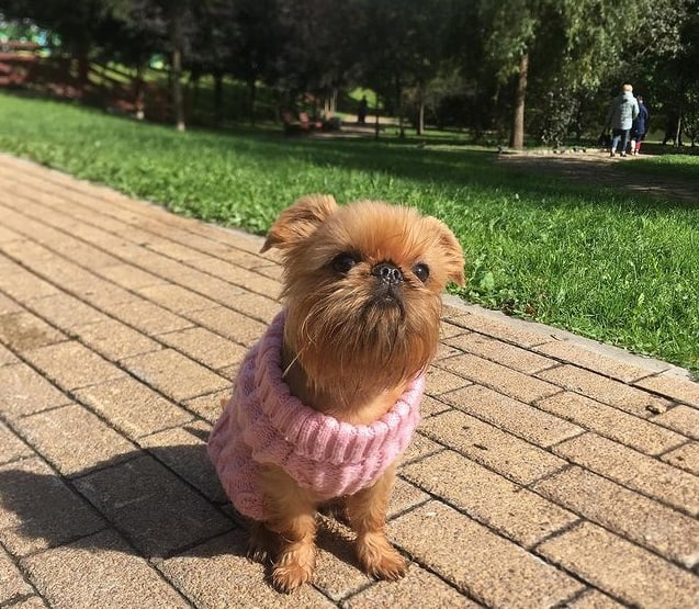 A Brussels Griffon in a knitted dress, standing on a brick floor