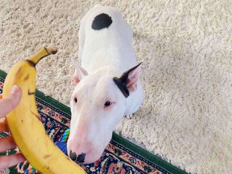 Bull Terrier smelling the banana