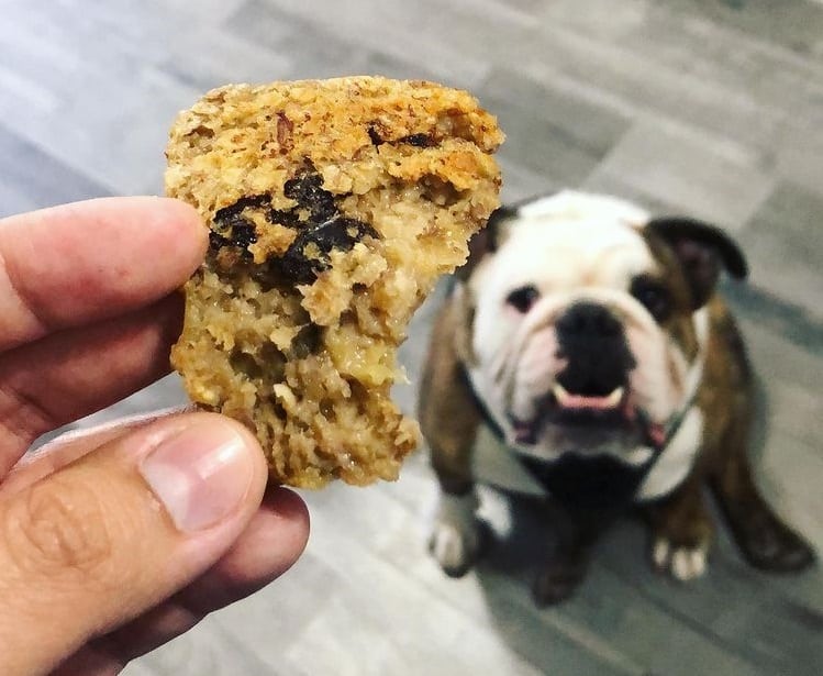 A Bulldog waiting for an oatmeal cookie dog treat