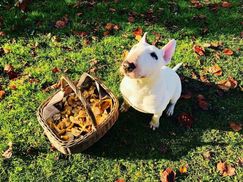 A Bull Terrier with a basket of mushrooms looking up