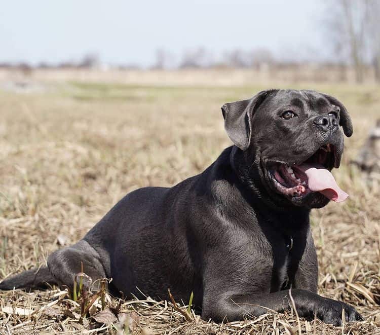 A black Cane Corso dog lying on its stomach on the grass, sticking its tongue out