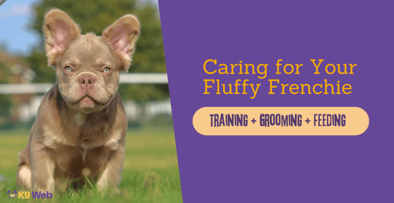How to take care of your Fluffy French Bulldog