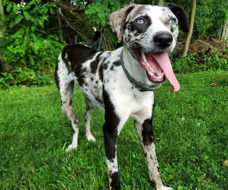 Catahoula Leopard dog show off his tongue
