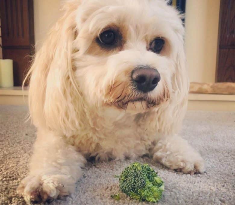 Cavachon not happy with the broccoli
