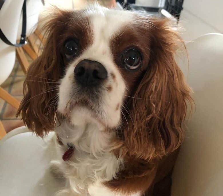 Cavalier King Charles Spaniel waiting for food
