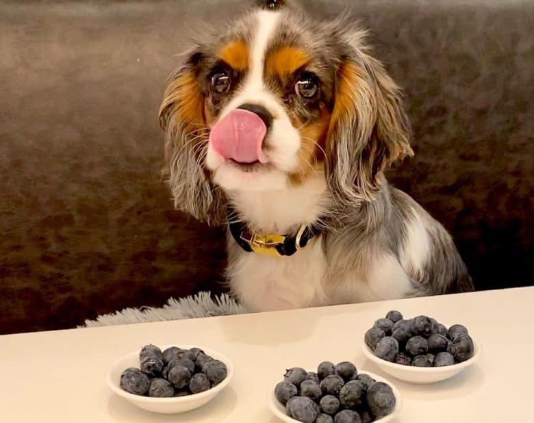 Cavalier Spaniel delighted with the blueberries