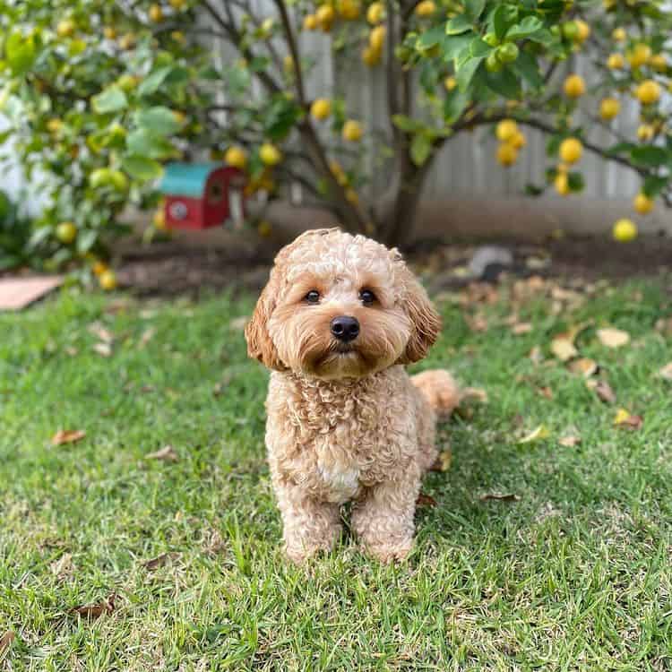 A Cavoodle standing on the grass, in front of a lemon tree