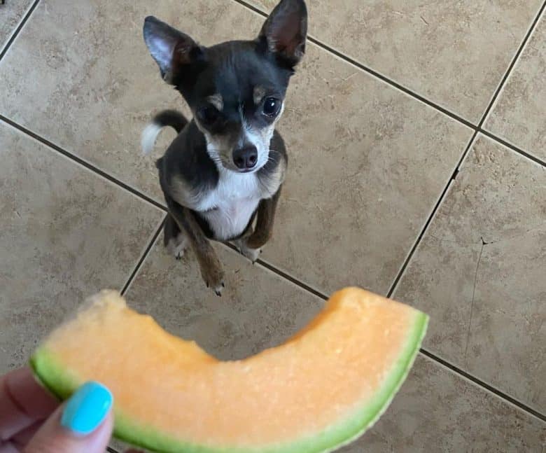 Chihuahua excited for the cantaloupe melon