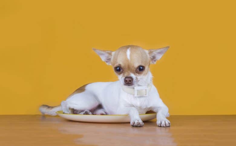 Chihuahua laying inside the plate