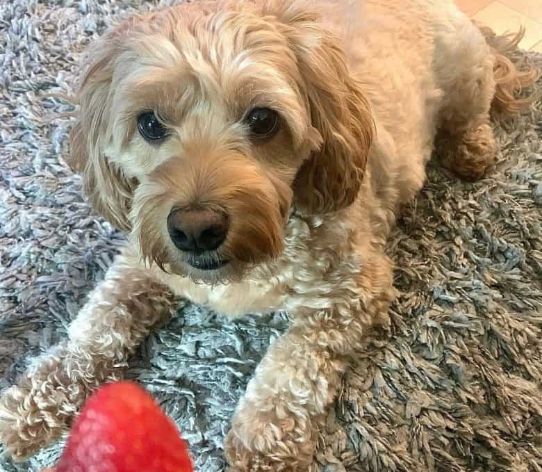 Cockapoo excited for the strawberry