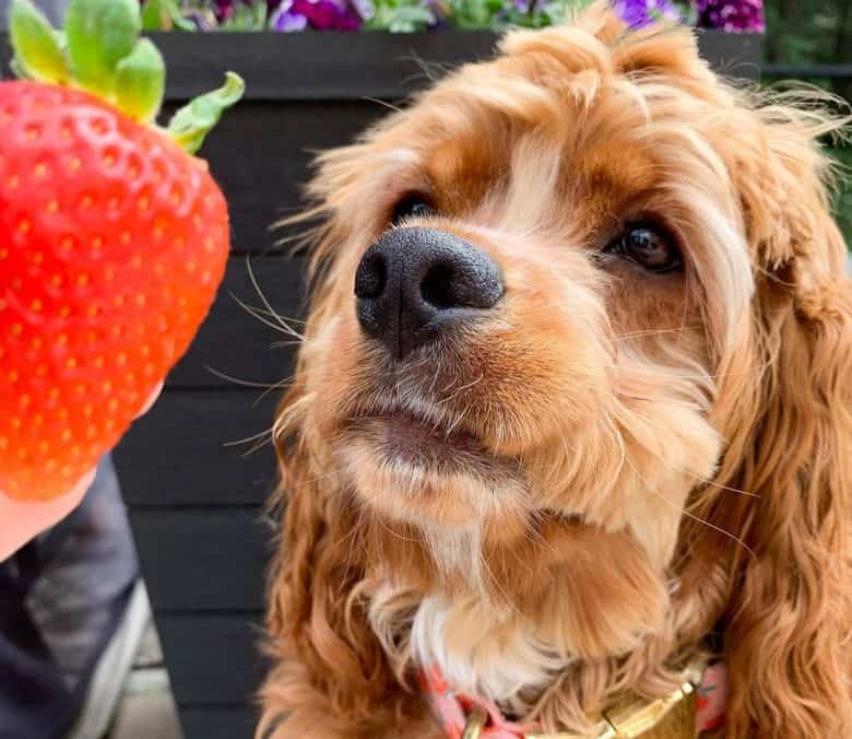 Cocker Spaniel curious on the strawberry