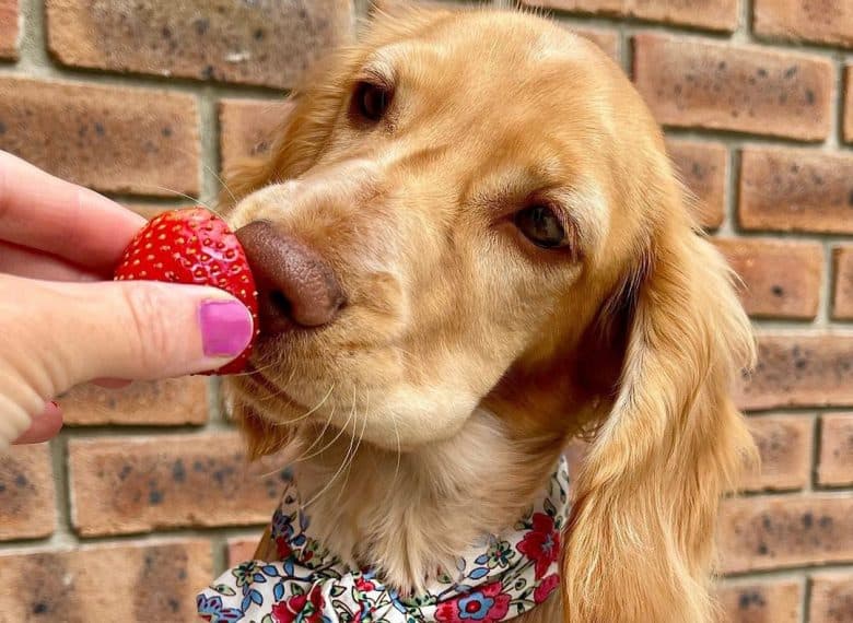 Cocker Spaniel sniffing the strawberry