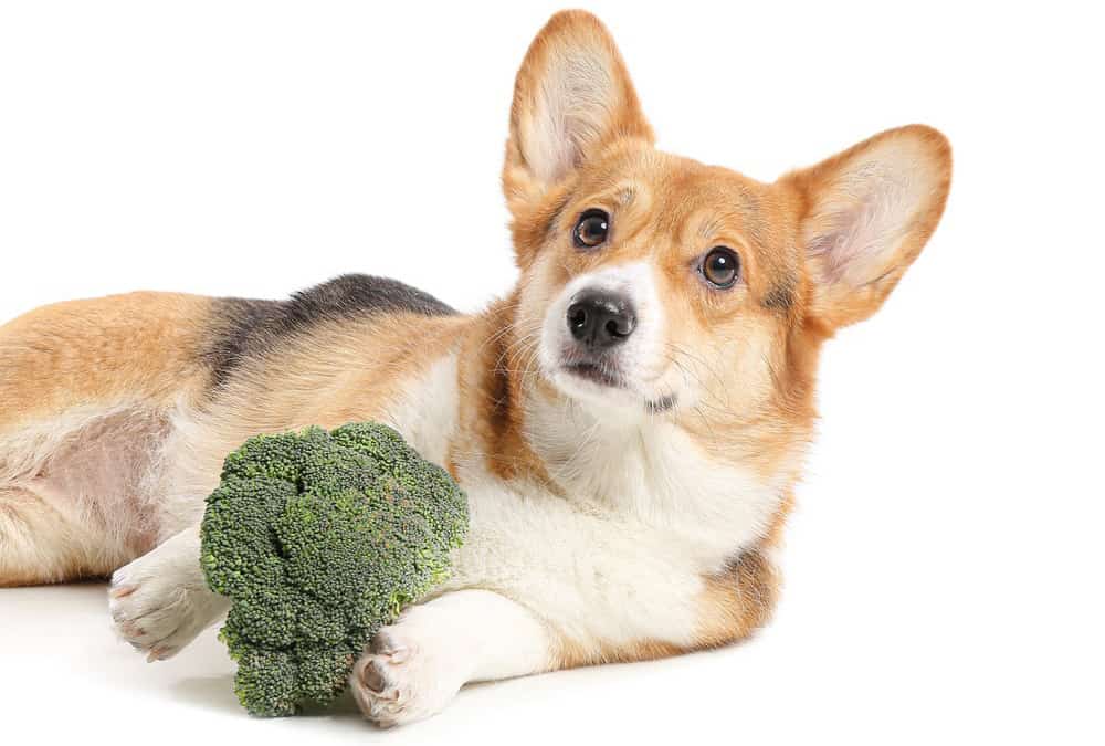 Corgi dog with broccoli
