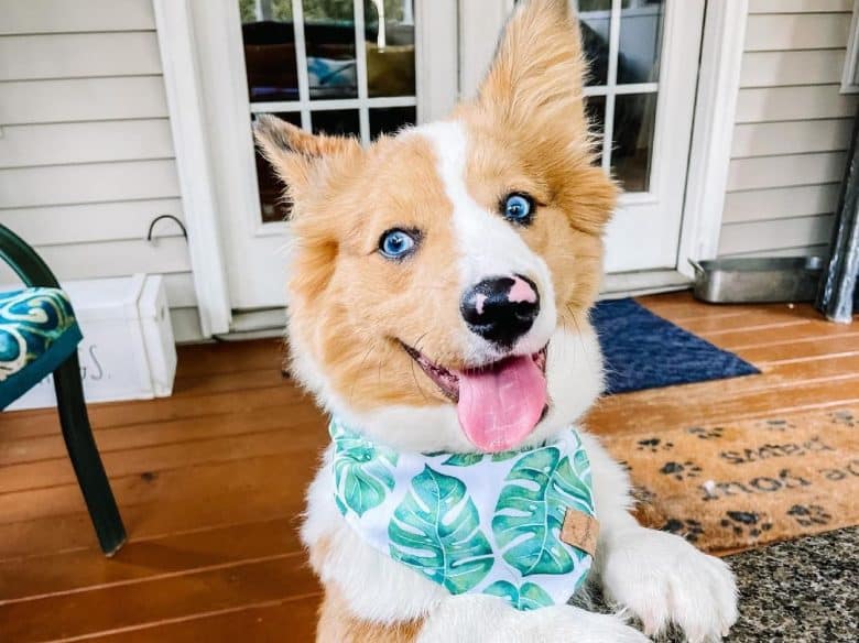 Corgi dog excited for a day out