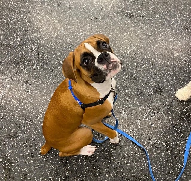 A Boxer puppy, on a leash, looking up at its owner