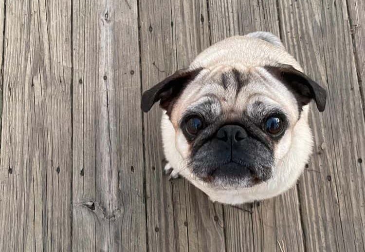 A cute, little Pug puppy looking up