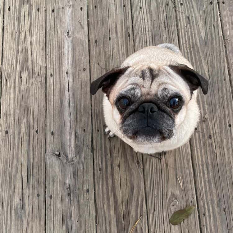A cute, little Pug puppy looking up