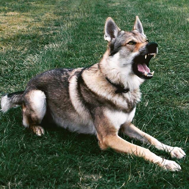 A Czechoslovakian Wolfdog lying on the grass and barking