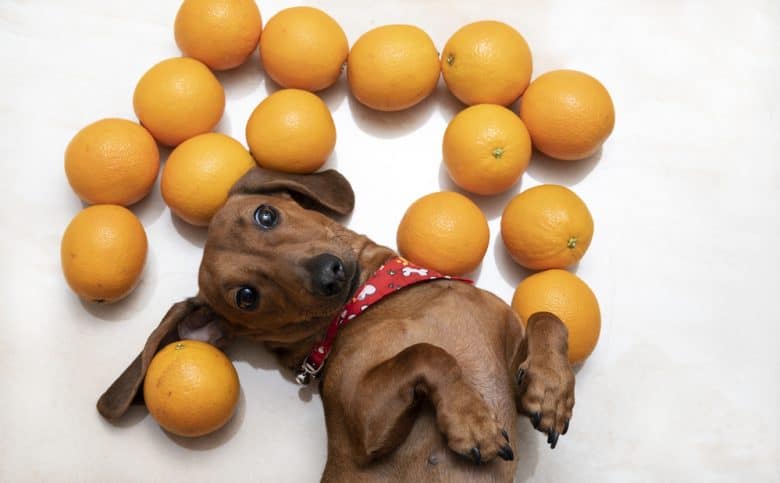 Dachshund lies with oranges