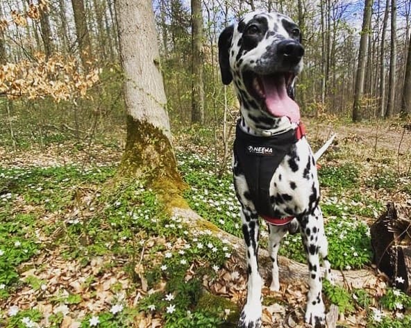 Dalmatian dog exploring in the woods