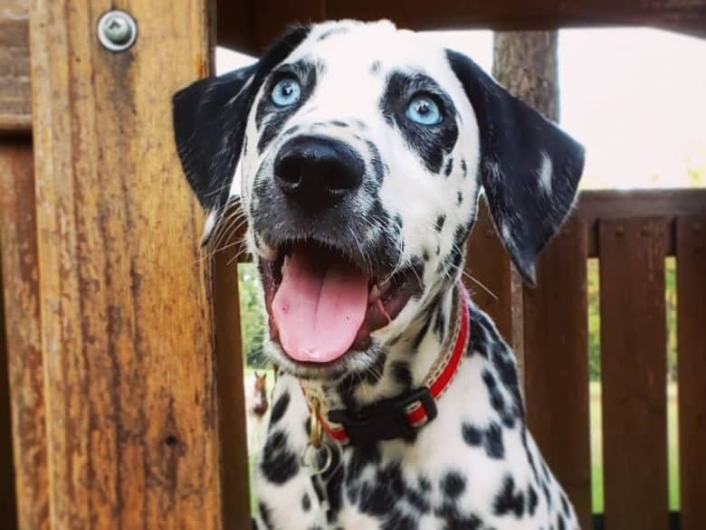 Dalmatian with blue wide eyes