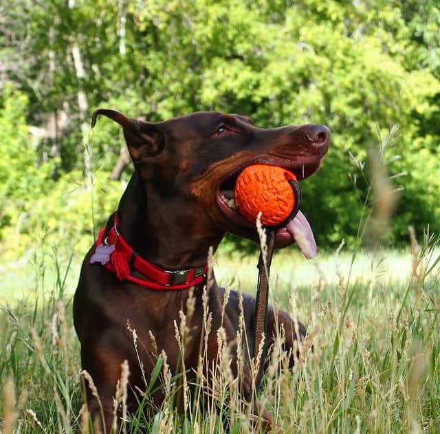 A brown Doberman Pinscher dog lying on the grass and biting an orange toy ball