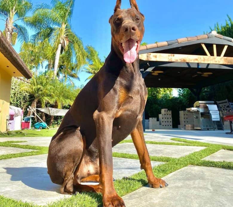 Doberman sitting under the sun