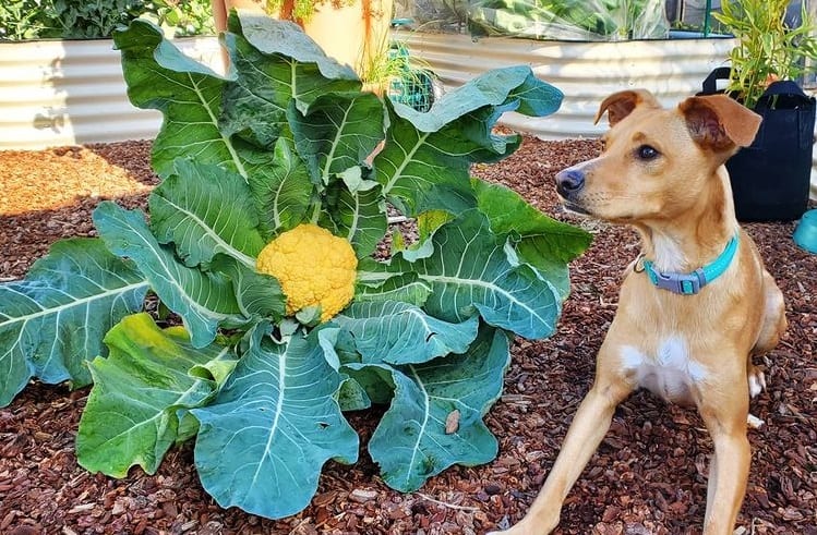 A dog lying down beside a cauliflower plant, on a backyard garden
