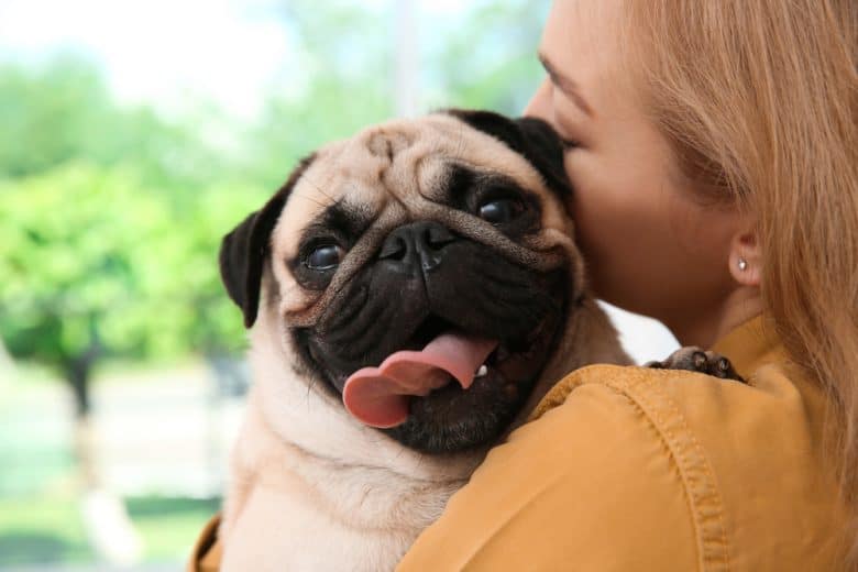 A pug smiling, enjoying a hug from its owner