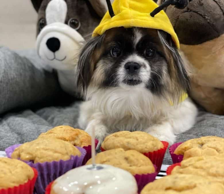 Dog birthday celebrant with cupcakes