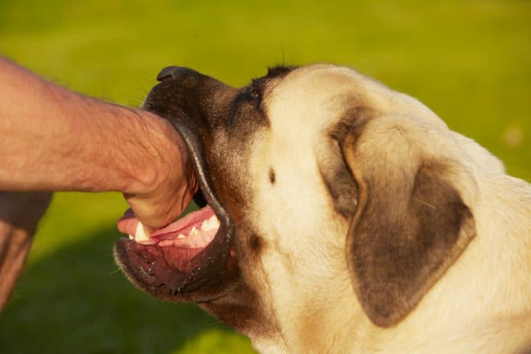 20 Dogs With The Strongest Bite Force That Will Amaze You K9 