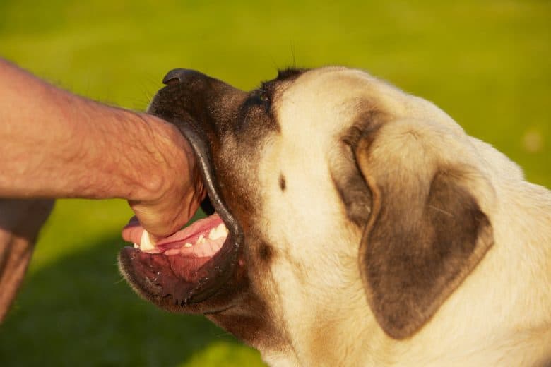 A Mastiff dog biting a human's hand, its fangs and teeth are shown