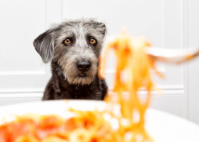 Dog drooling while watching for the spaghetti