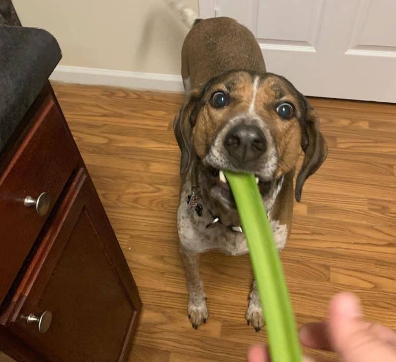 Dog grabbing the celery stalk