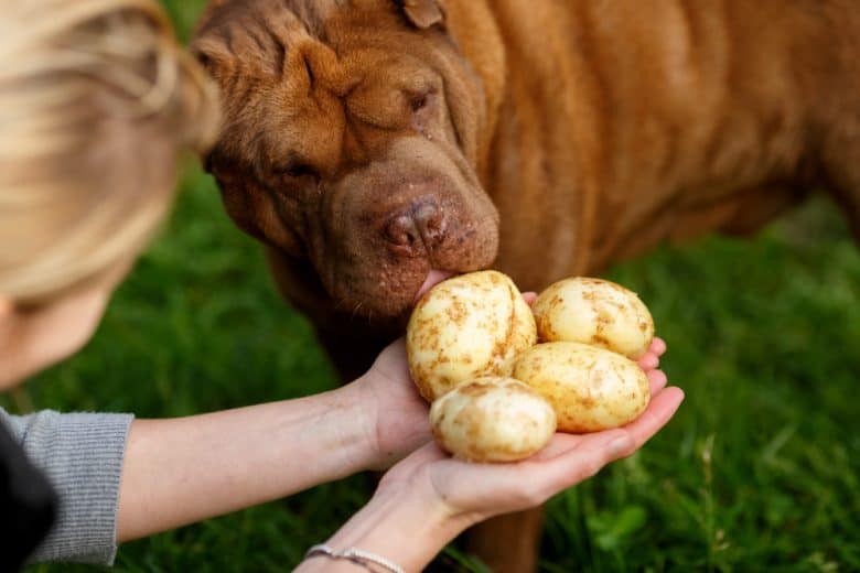 Dog licking the freshly harvested potato