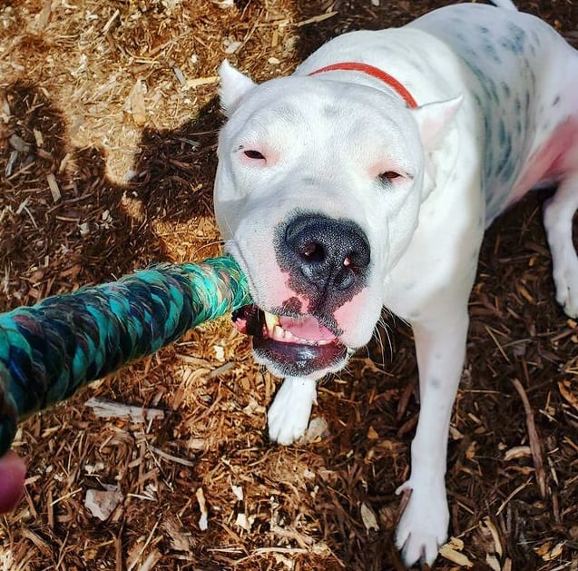 A white Dogo Argentino pulling a green rope using its teeth